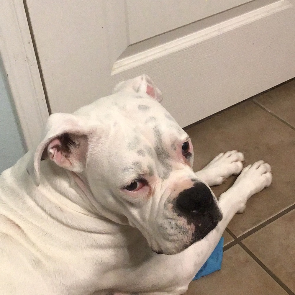 Dogs - Picture 2 of 8